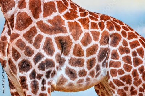 Canvas Print Close up photo of head of giraffe, giraffa, with blue sky background