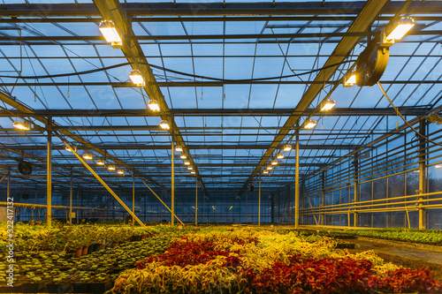Colorful coleus plants growing in modern greenhouse in the evening at artificial light conditions