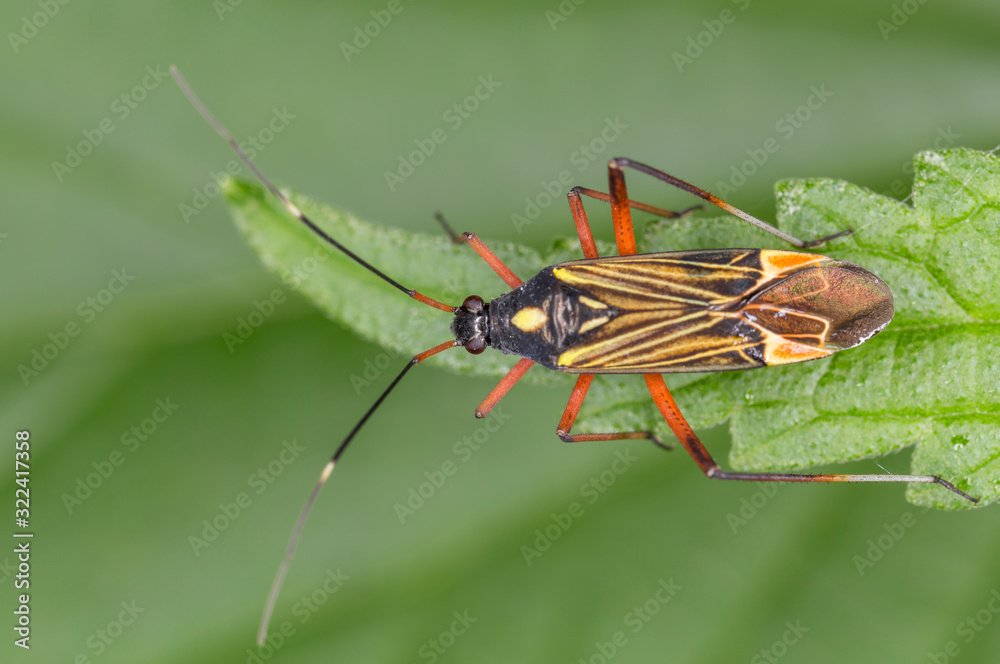 Miris striatus is a genus of mirid bugs belonging to the family Miridae. Bug Miris striatus on a green leaf Miris striatus is a genus of mirid bugs belonging to the family Miridae. Bug Miris striatus on a green leaf
