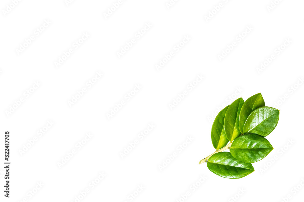 Green leafs isolate on white background. Green leafs isolate on white background.