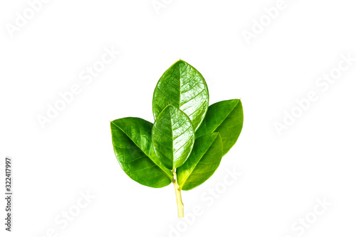 Green leafs isolate on white background.