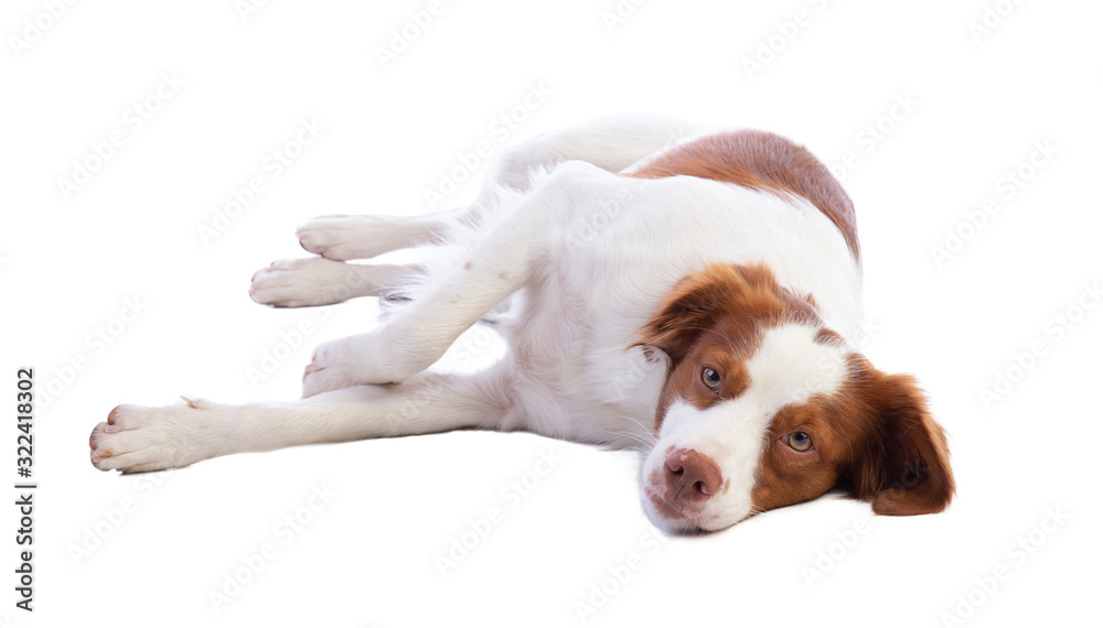 Brittany spaniel lying on a white background