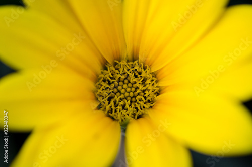 close up of a yellow flower