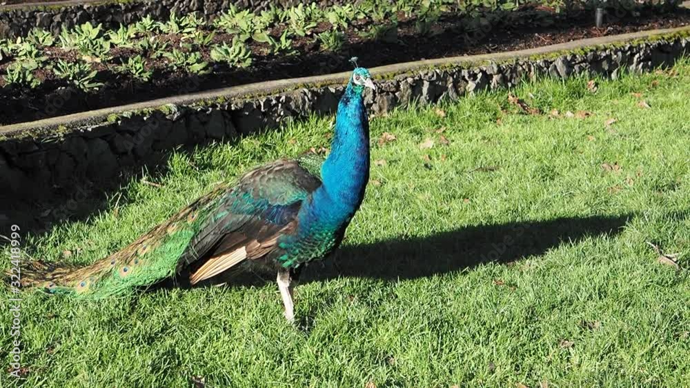 Beautiful male multi-colored peacocks walking on a green lawn and a flowerbed in the springtime in a public Beacon Hill Park, Victoria BC Beautiful male multi-colored peacocks walking on a green lawn and a flowerbed in the springtime in a public Beacon Hill Park, Victoria BC