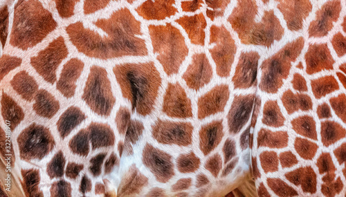 Photos Natural pattern of giraffe fur in detail