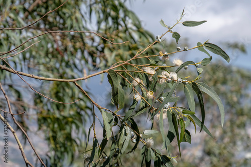 Eukalyptus (Eucalyptus) photo