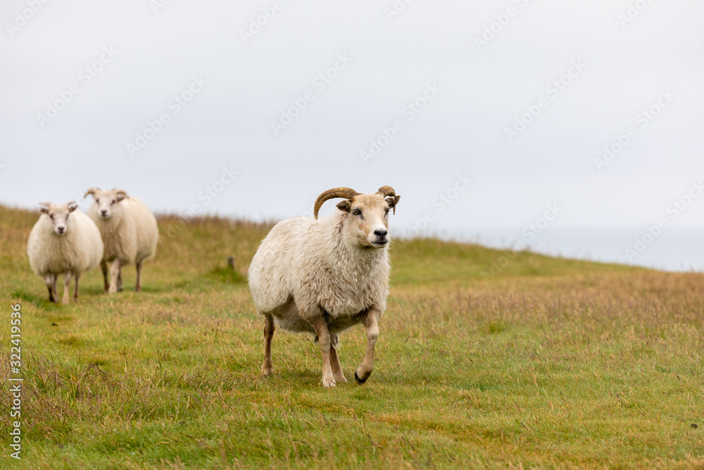 Icelandic sheep standing on a hill with copyspace Icelandic sheep standing on a hill with copyspace