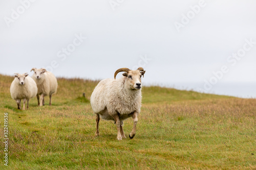 Icelandic sheep standing on a hill with copyspace