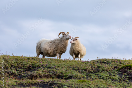 Icelandic sheep standing on a hill with copyspace