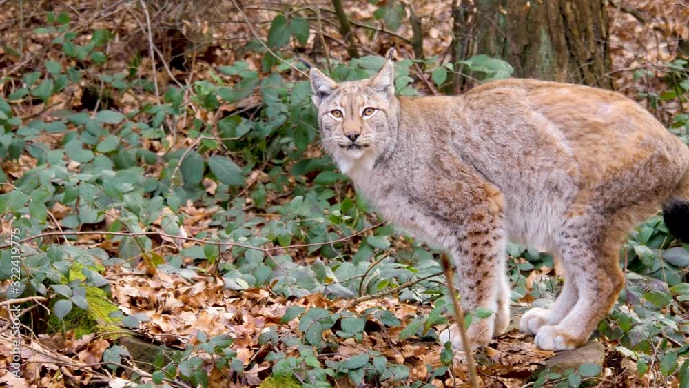 Close up of lynx cat turning around on a tree stump on a sunny day in autumn Close up of lynx cat turning around on a tree stump on a sunny day in autumn