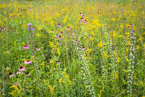 Coneflowers, goldenrod and blazing star combine to create a bouquet of native wildflowers in a restored prairie.