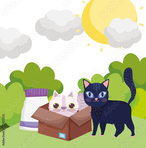 black cat in grass and white cat in box with food pets