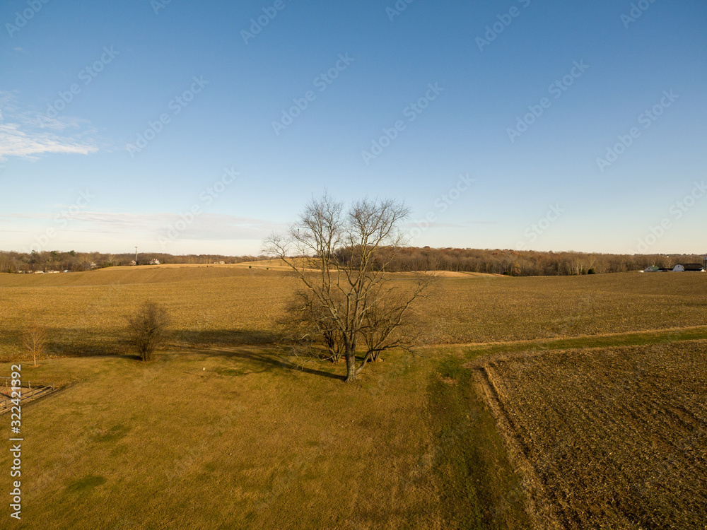 Fototapeta premium A Black Gum (Tupelo) Tree stands in a farm field in Boyds, Montgomery County, Maryland