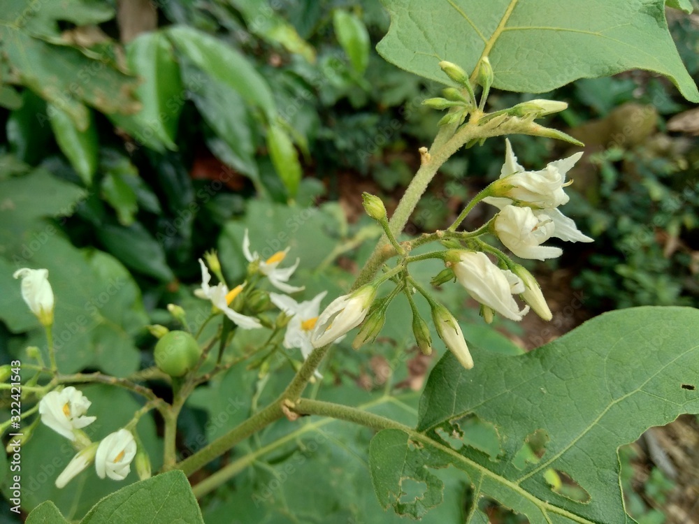 Mini eggplant (Solanum torvum) with green leaves and white flowers Mini eggplant (Solanum torvum) with green leaves and white flowers