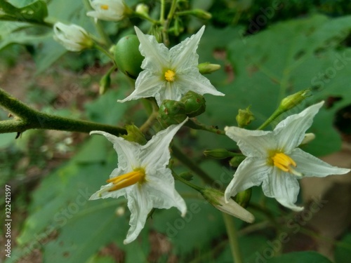 Mini eggplant (Solanum torvum) with green leaves and white flowers