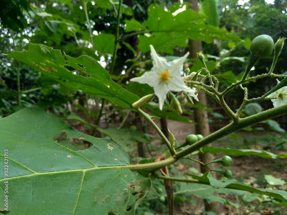Fototapeta premium Mini eggplant (Solanum torvum) with green leaves and white flowers