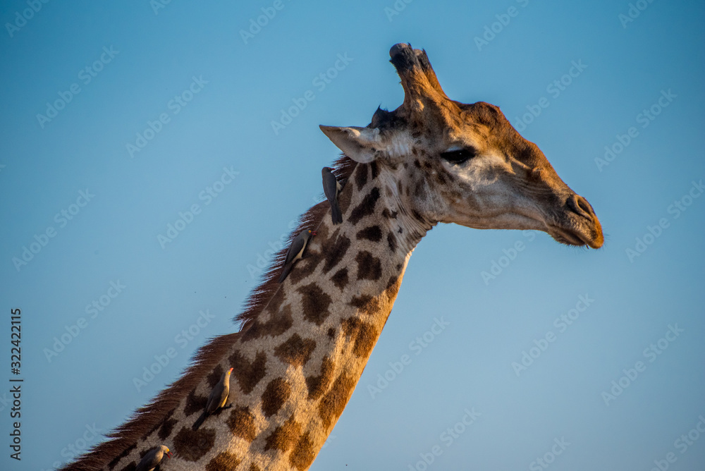 South African Giraffe in Kruger Park South African Giraffe in Kruger Park