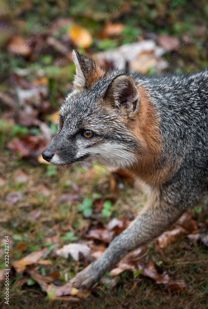 Grey Fox (Urocyon cinereoargenteus) Steps Left Close Up Autumn Grey Fox (Urocyon cinereoargenteus) Steps Left Close Up Autumn