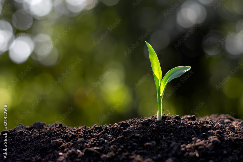 Fototapeta premium Corn seedlings are growing from the soil, Agricultural concepts.