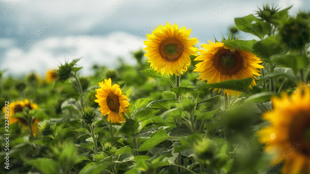 Fototapeta premium Tournesol