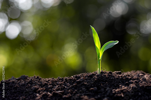 Corn seedlings are growing from the soil, Agricultural concepts.