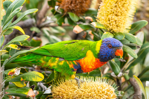 Isolated rainbow lorikeet seeking nectar on a tree in Sydney