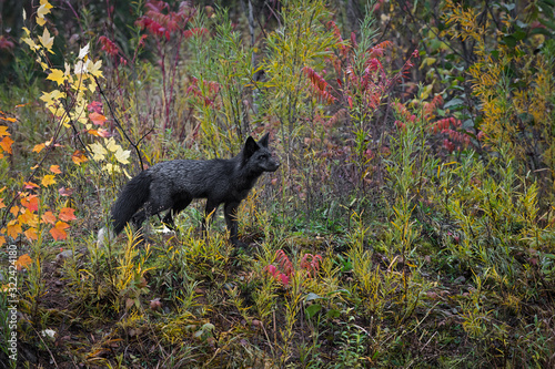 Silver Fox (Vulpes vulpes) Stands Looking Right in Autumn Weeds