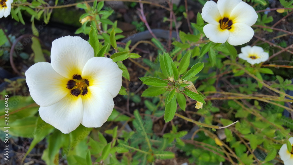 Turnera diffusa, known as damiana, is a shrub native to southern Texas in the United States, Central America, Mexico, South America, and the Caribbean Turnera diffusa, known as damiana, is a shrub native to southern Texas in the United States, Central America, Mexico, South America, and the Caribbean