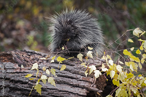 Porcupine (Erethizon dorsatum) on Log in Rain Stuffs Autumn Leaves into Mouth