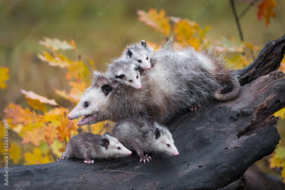 Virginia Opossum (Didelphis virginiana) Looks Left Mouth Open on Log With Joeys Autumn Virginia Opossum (Didelphis virginiana) Looks Left Mouth Open on Log With Joeys Autumn