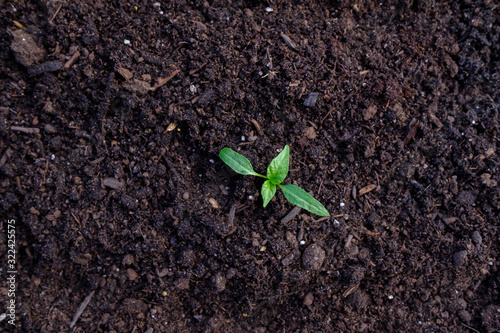 Bell Pepper seedling with true leaves in garden bed