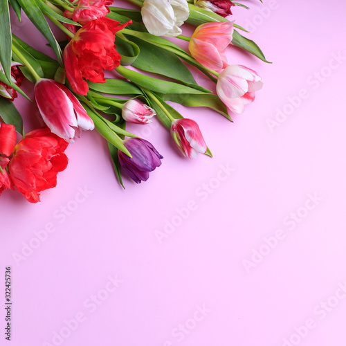 Spring season abstract background. Multicolored tulips frame on pink surface. Mother's day, Women day, seasonal concept. Copy space.