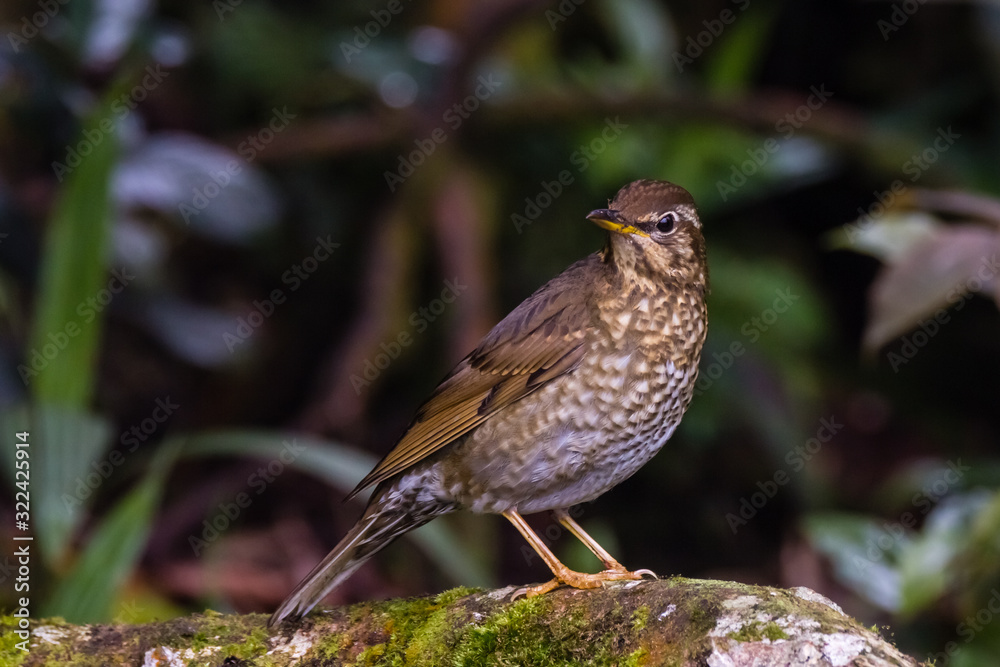 view of a beautiful bird in nature view of a beautiful bird in nature