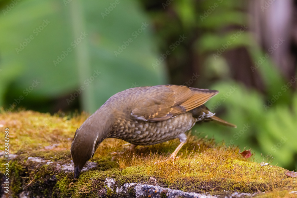 view of a beautiful bird in nature view of a beautiful bird in nature