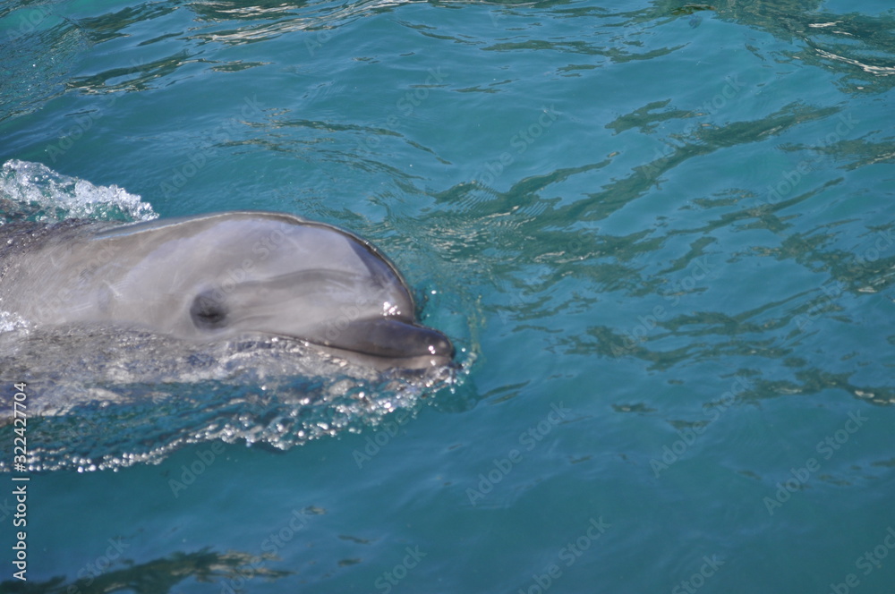 Fototapeta premium イルカ