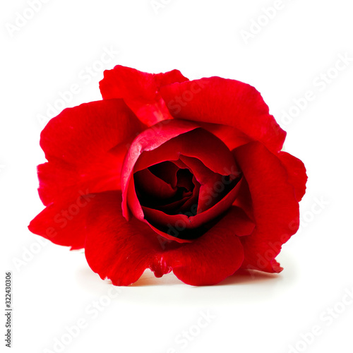 Fototapeta Naklejka Na Ścianę i Meble -  Red rose flower isolated on a white background.