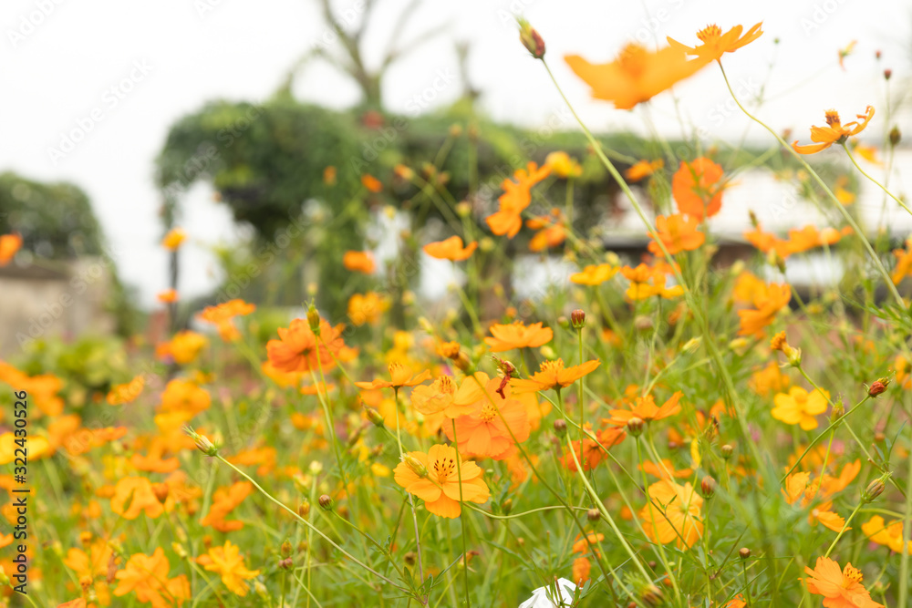 Orange flowers in the garden background