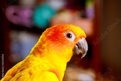 Cute sun conure eating and looking at the camera.