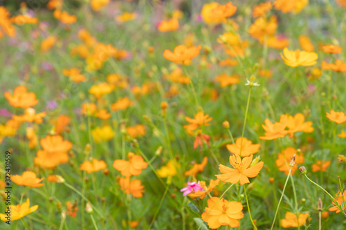Orange flowers in the garden background © Tanakrit
