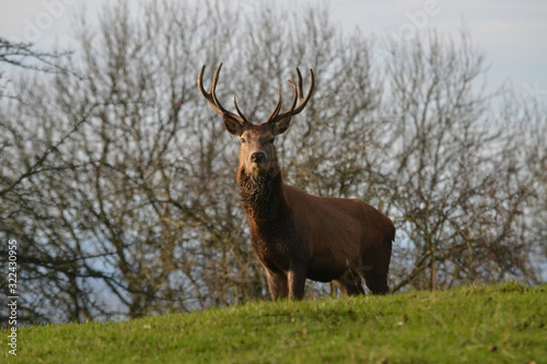 the stag