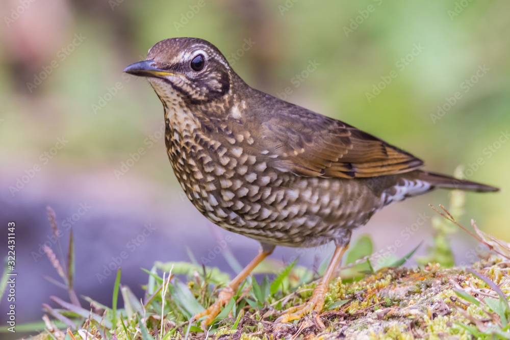 view of a beautiful bird in nature view of a beautiful bird in nature
