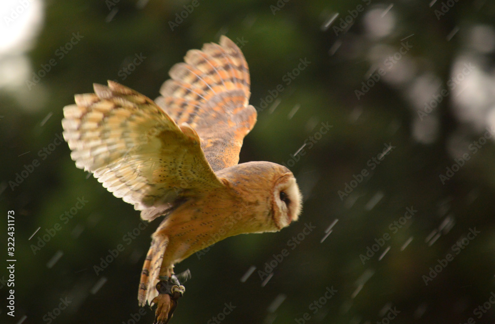 flight of the barn owl flight of the barn owl