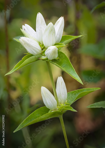 A rare cream gentian in bloom is discovered among the prairie grasses in a Midwest remnant prairie.