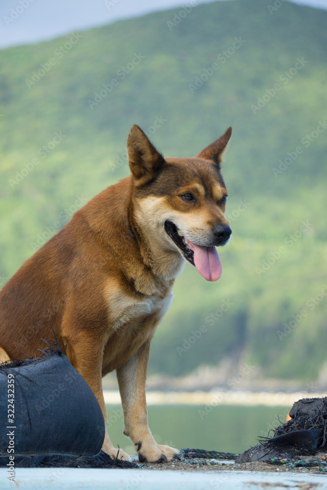 野良犬 野良犬