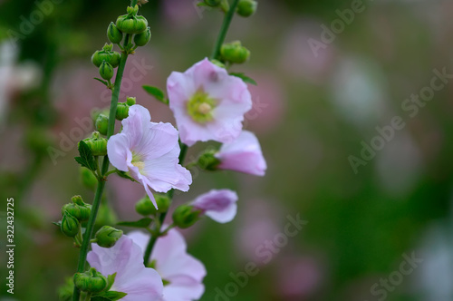 Hollyhock flower blossoms in the park