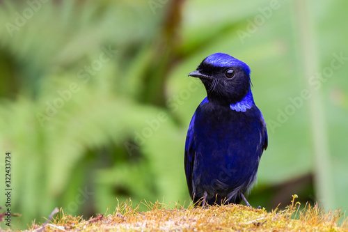 view of a beautiful bird in nature