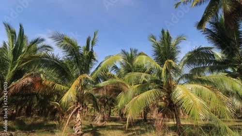 Wallpaper Mural Coconuts and coconut palm trees video  Torontodigital.ca