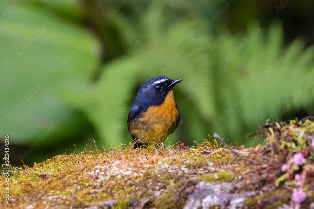 Fototapeta premium view of a beautiful bird in nature