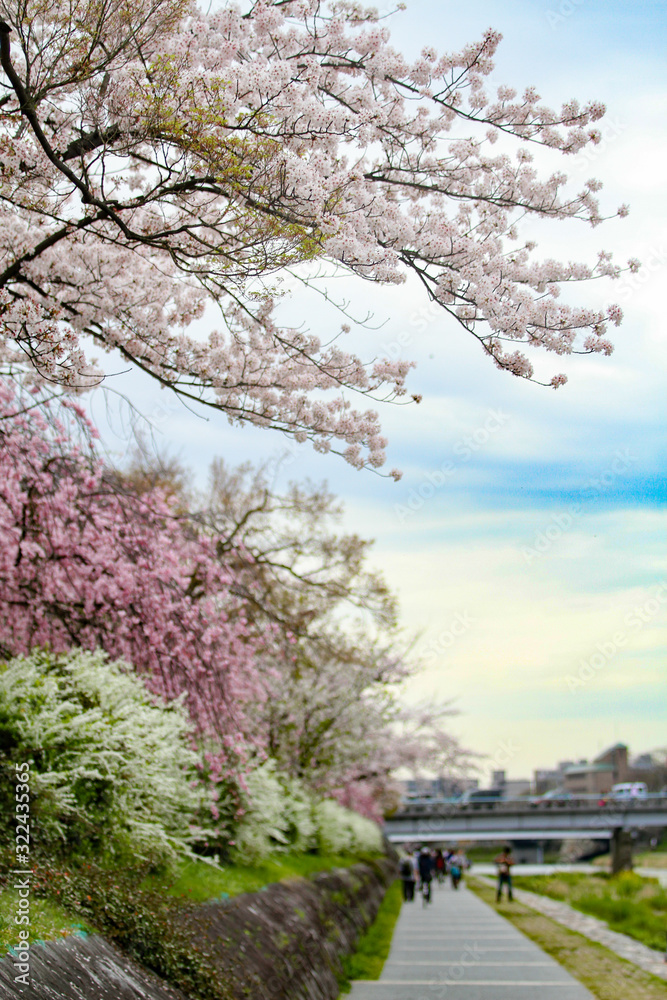 Obraz premium お花見