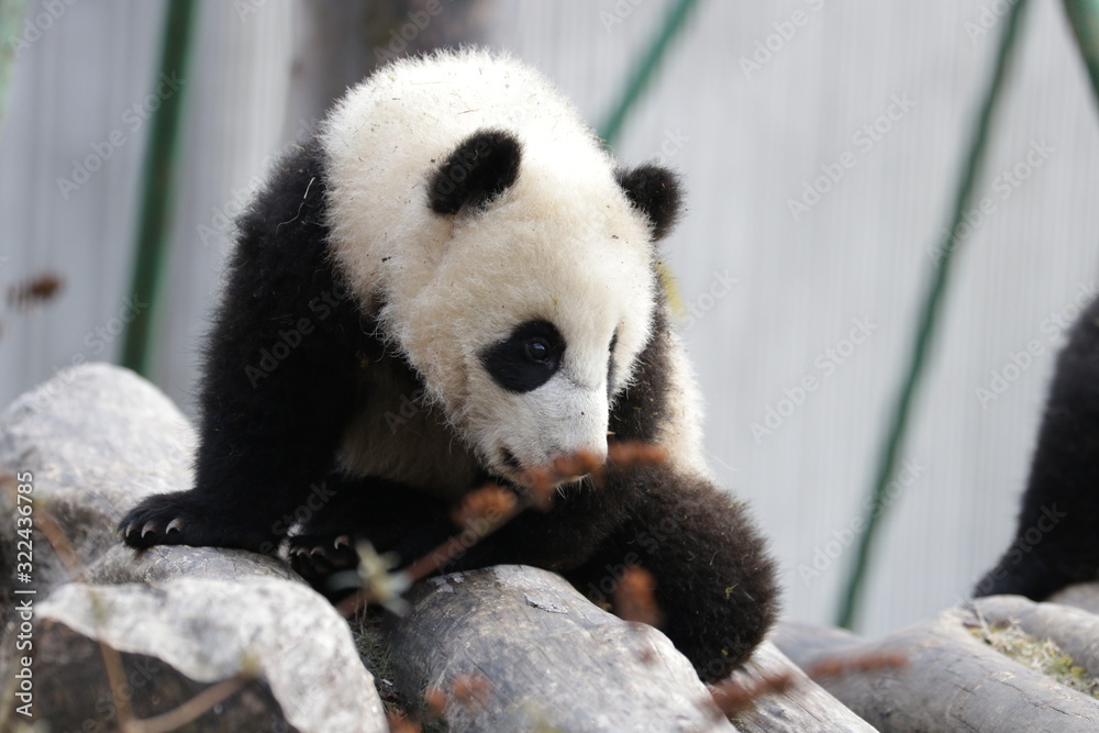 Fototapeta premium Close up Little Paby Panda , Wolong Giant Panda Nature Reserve, China